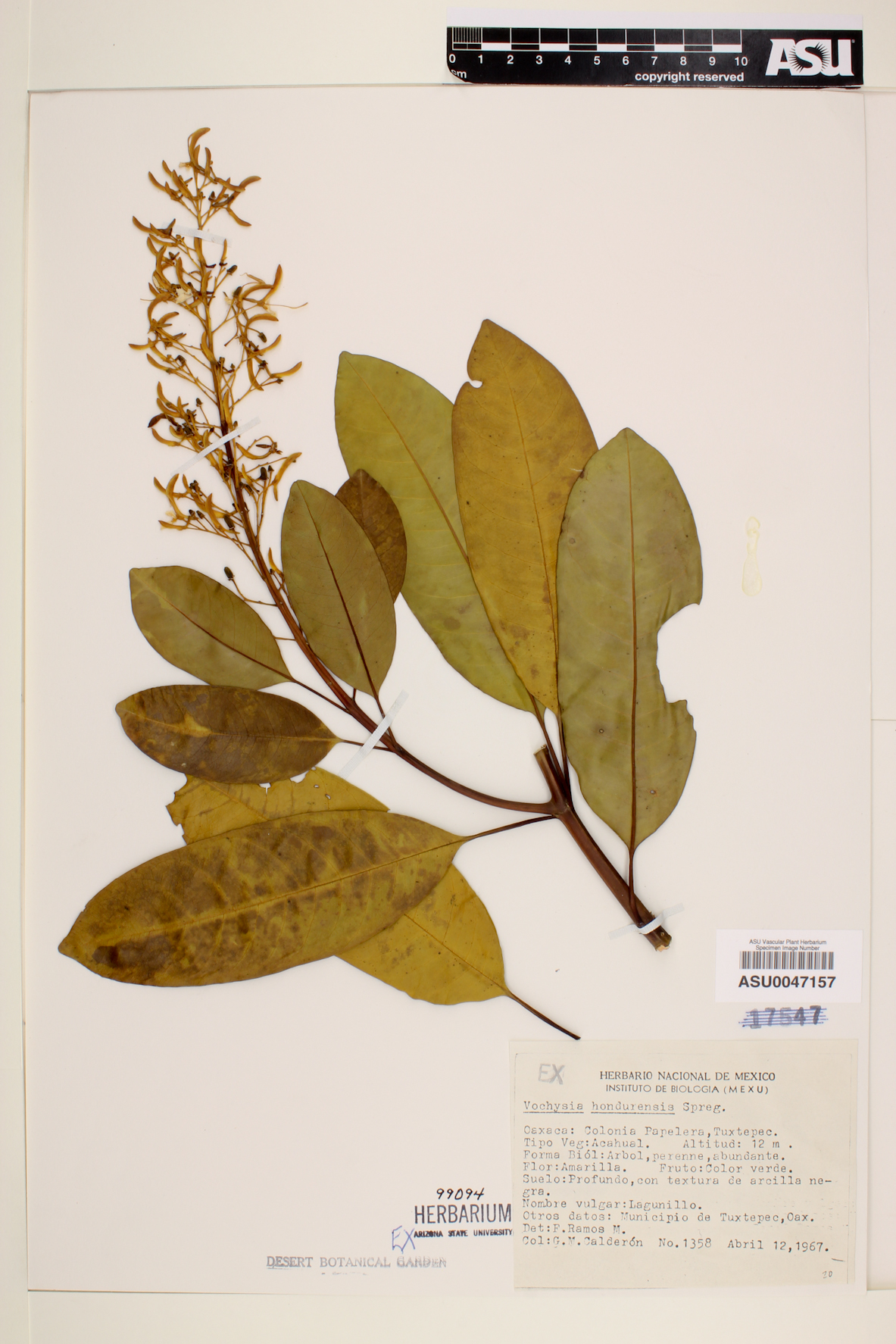 Vochysia hondurensis image