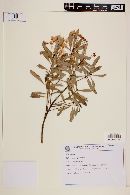 Image of Drimys angustifolia
