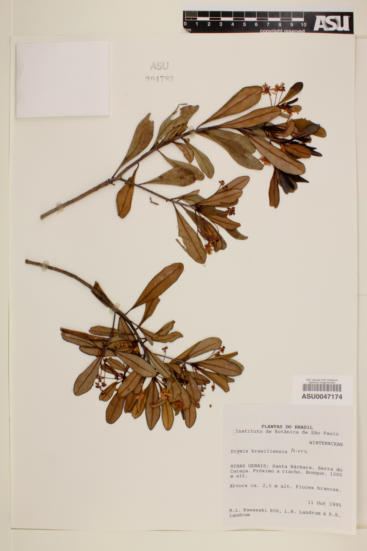 Drimys brasiliensis image