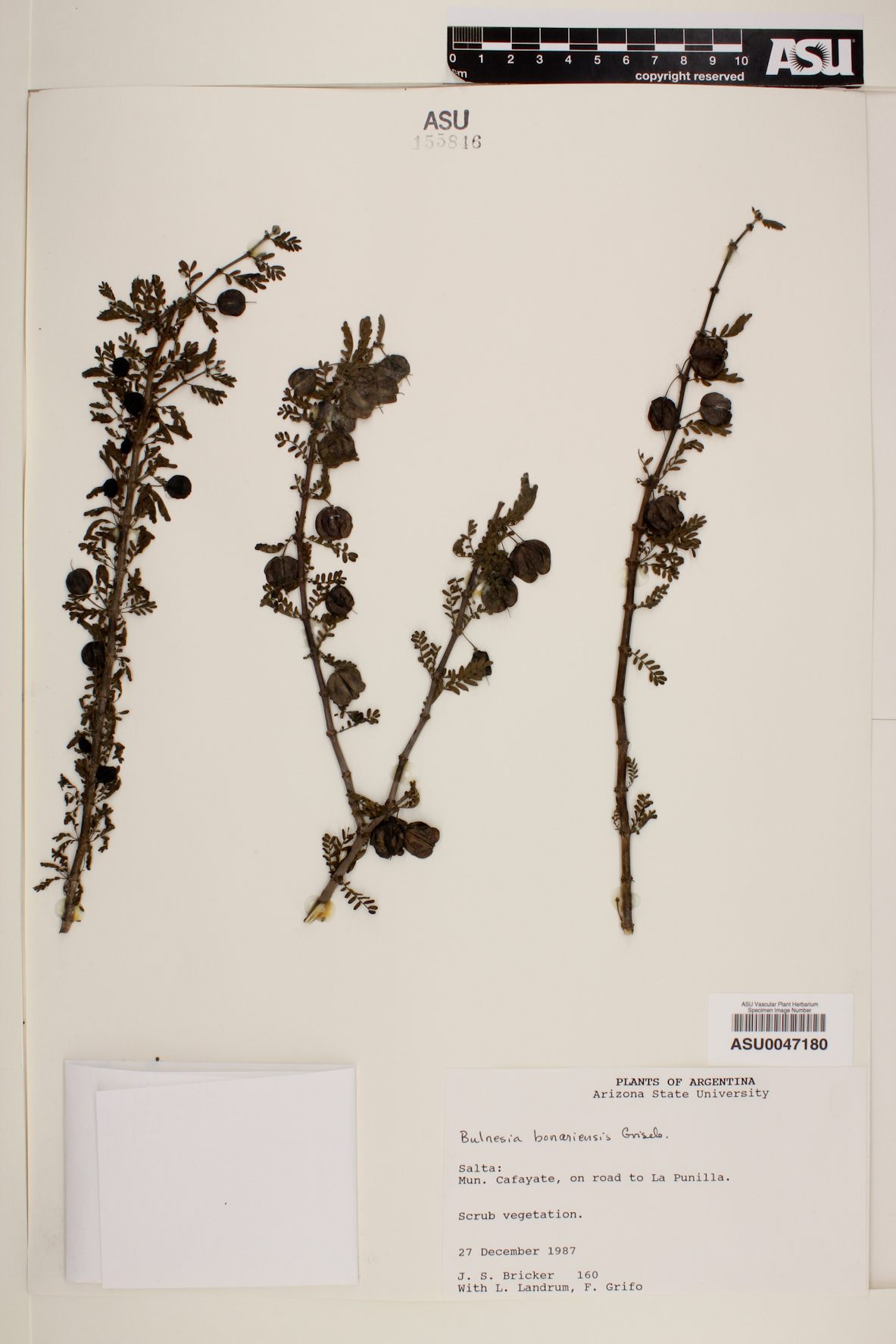 Bulnesia bonariensis image