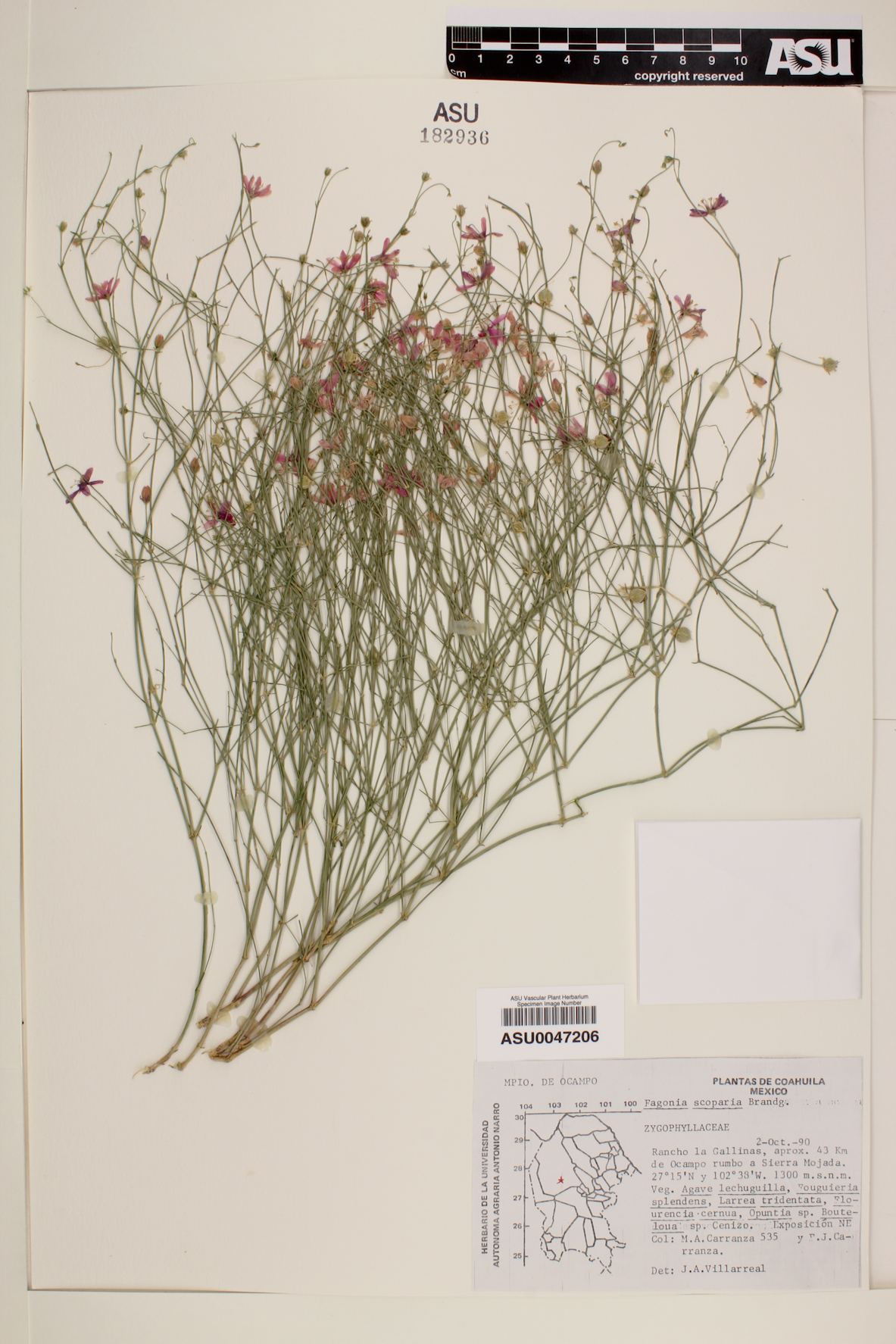 Fagonia scoparia image