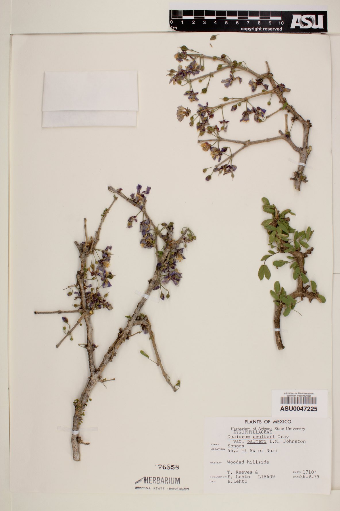 Guaiacum coulteri var. palmeri image