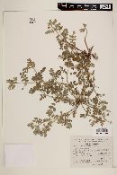 Kallstroemia rosei image