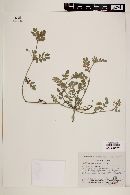 Kallstroemia rosei image