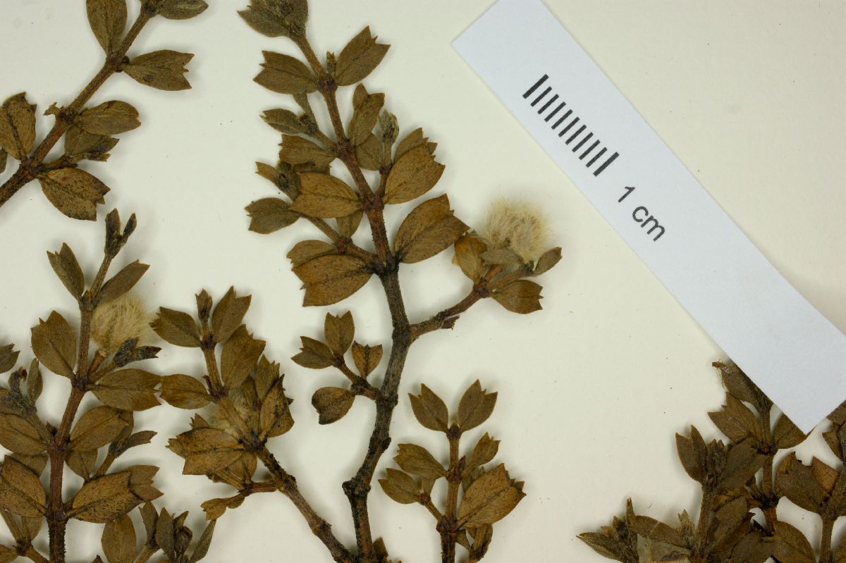 Larrea cuneifolia image