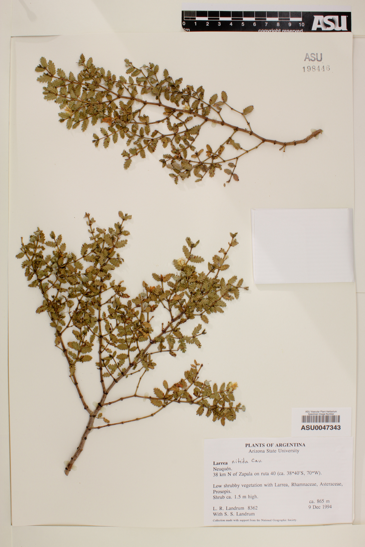 Larrea nitida image