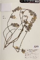 Leucophyllum ambiguum image
