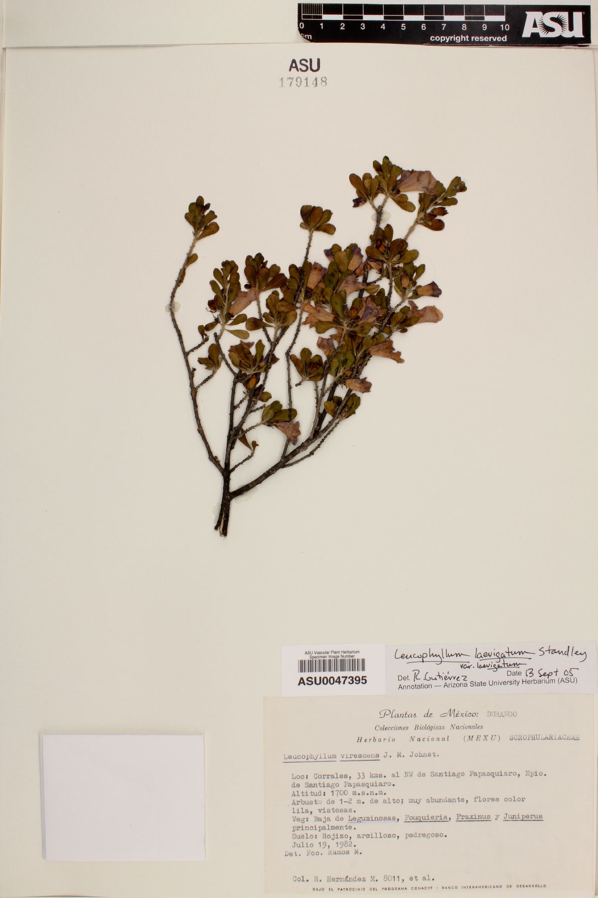 Leucophyllum laevigatum image