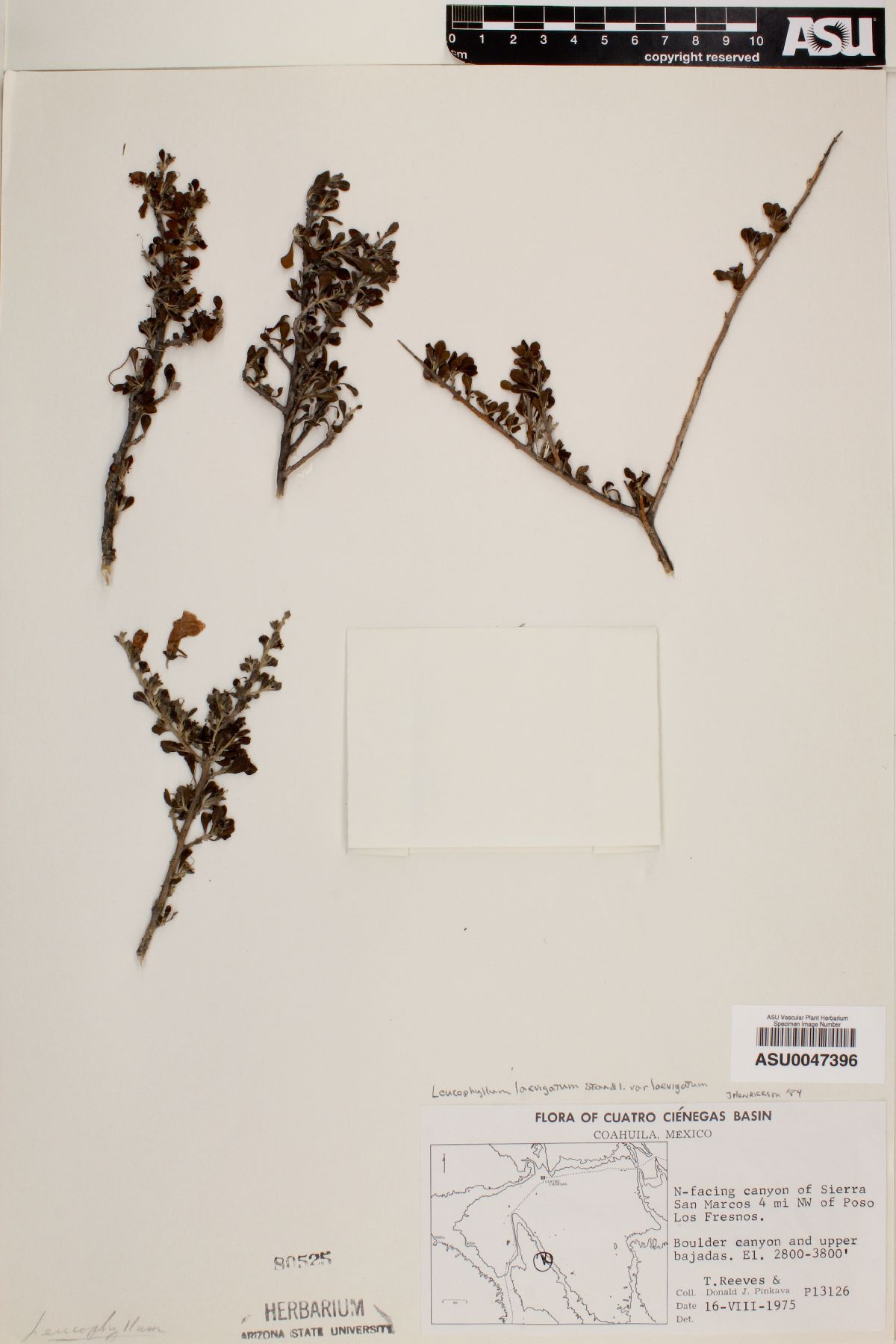 Leucophyllum laevigatum image