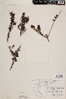 Leucophyllum laevigatum var. laevigatum image