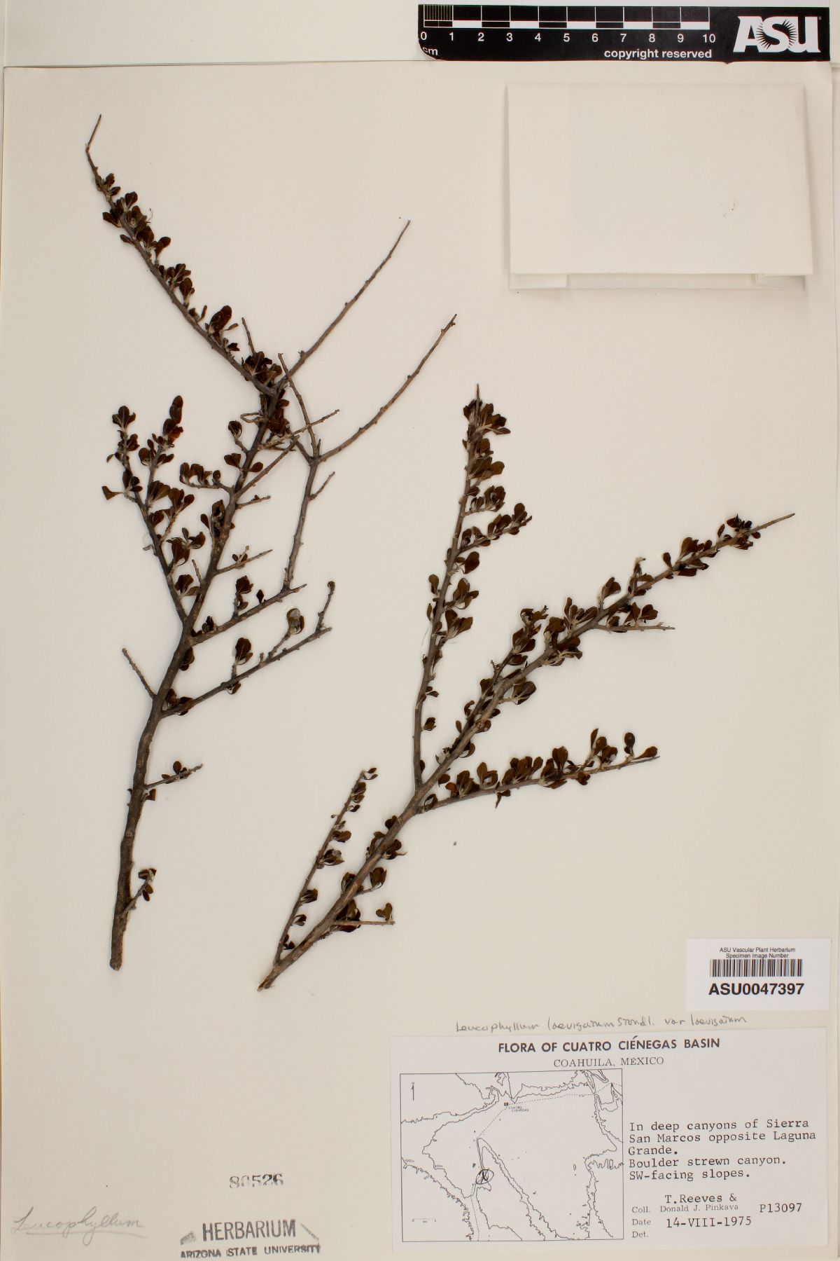 Leucophyllum laevigatum var. laevigatum image