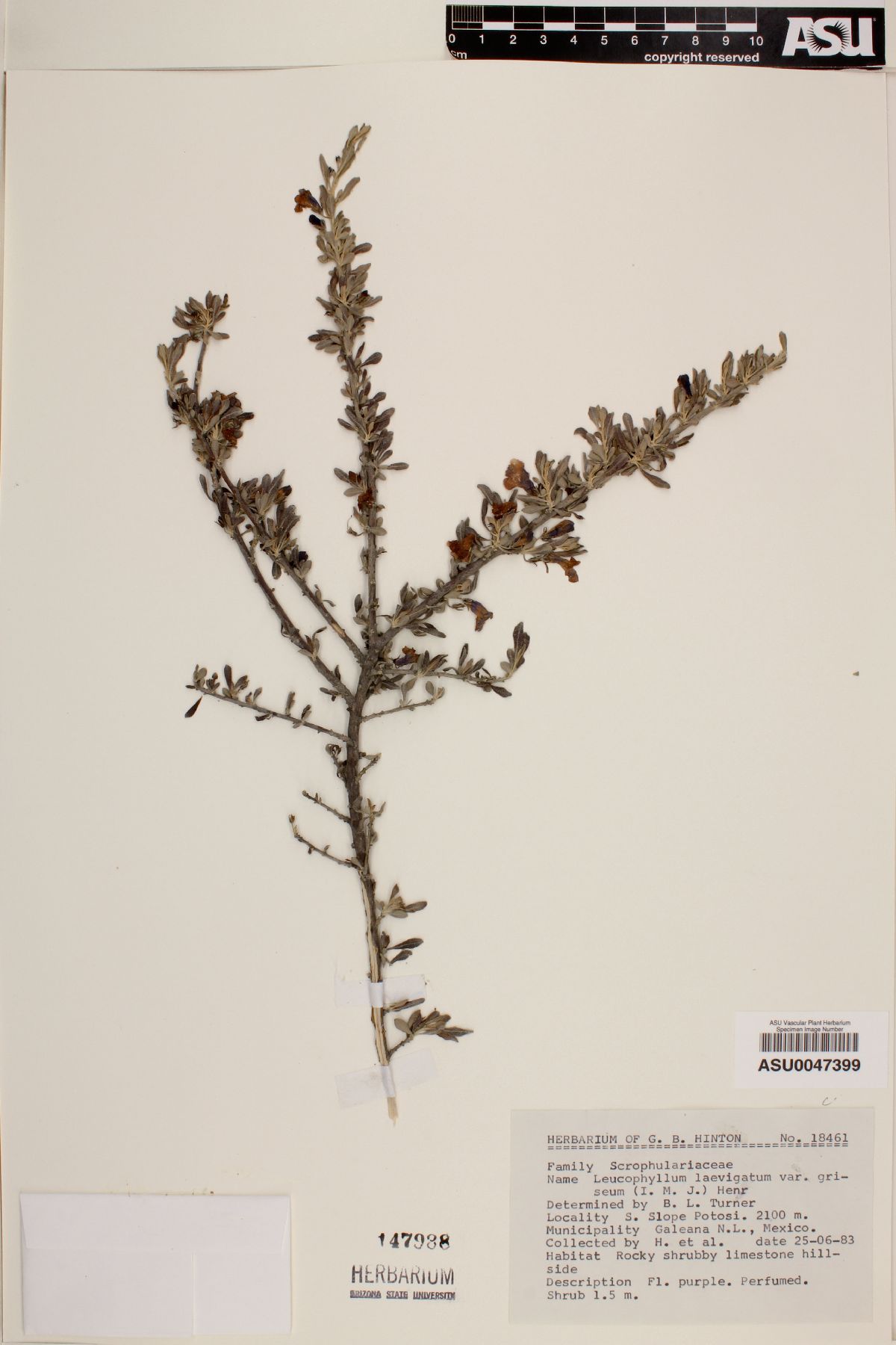 Leucophyllum laevigatum var. griseum image