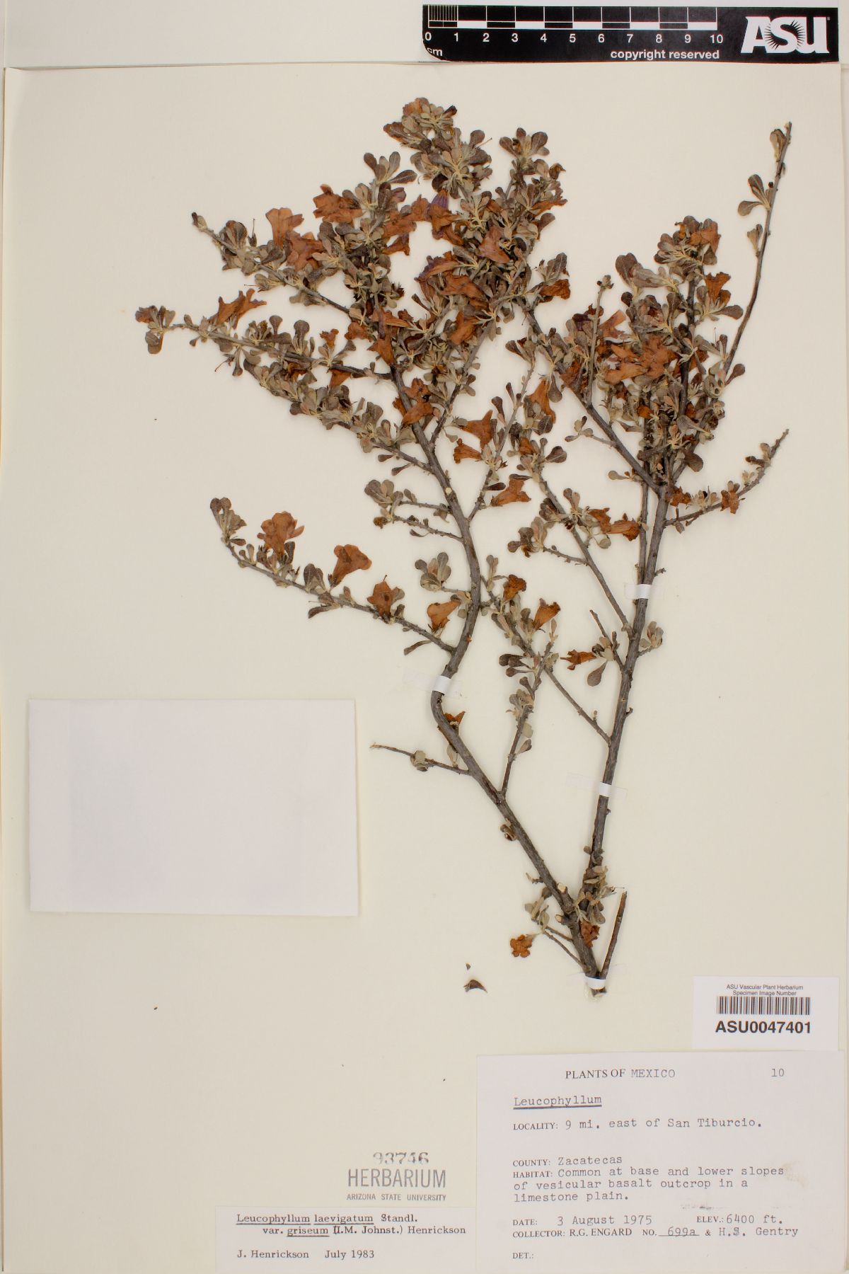 Leucophyllum laevigatum var. griseum image