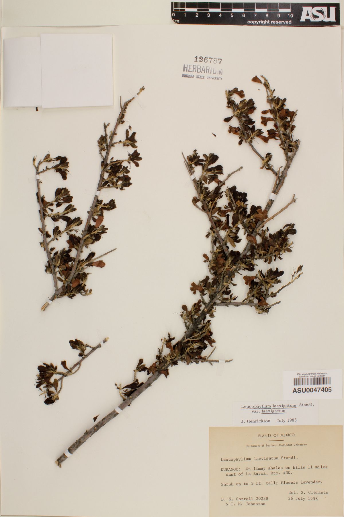Leucophyllum laevigatum var. laevigatum image