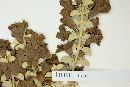 Leucophyllum zygophyllum image