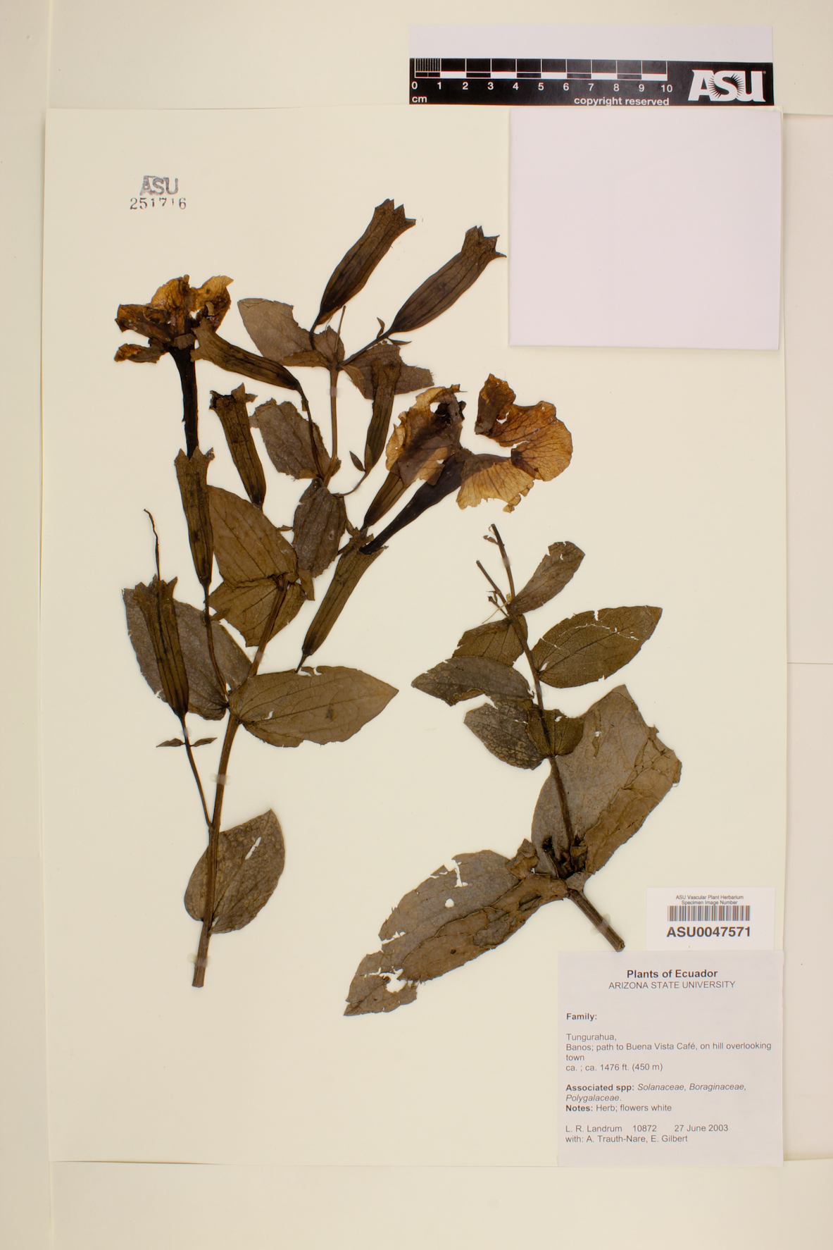 Malesherbiaceae image