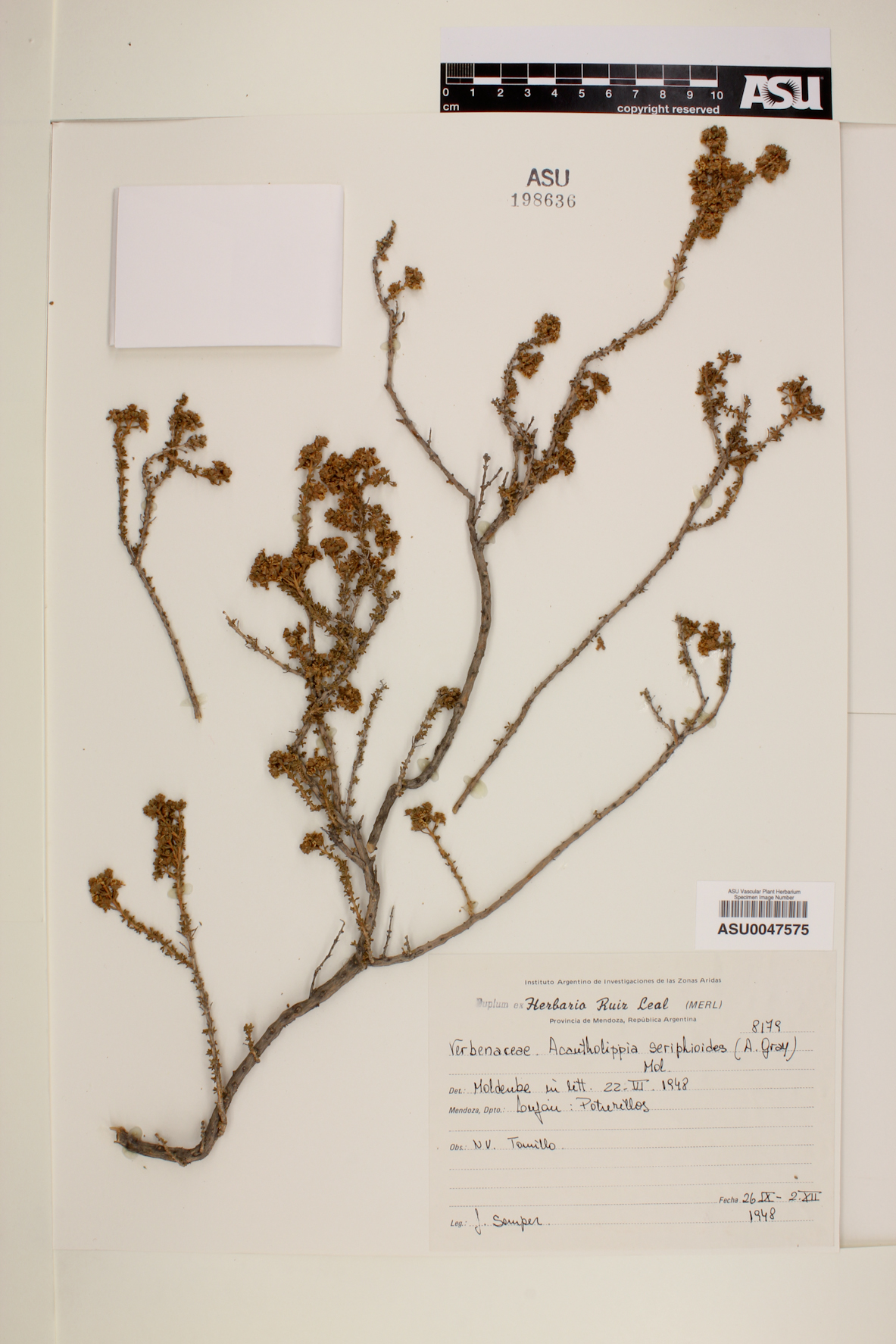 Acantholippia seriphioides image