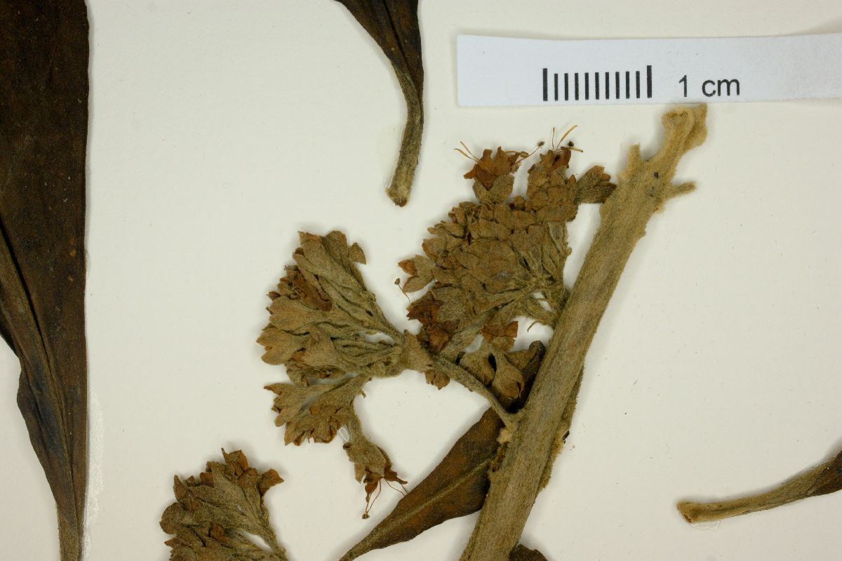 Aegiphila guianensis image