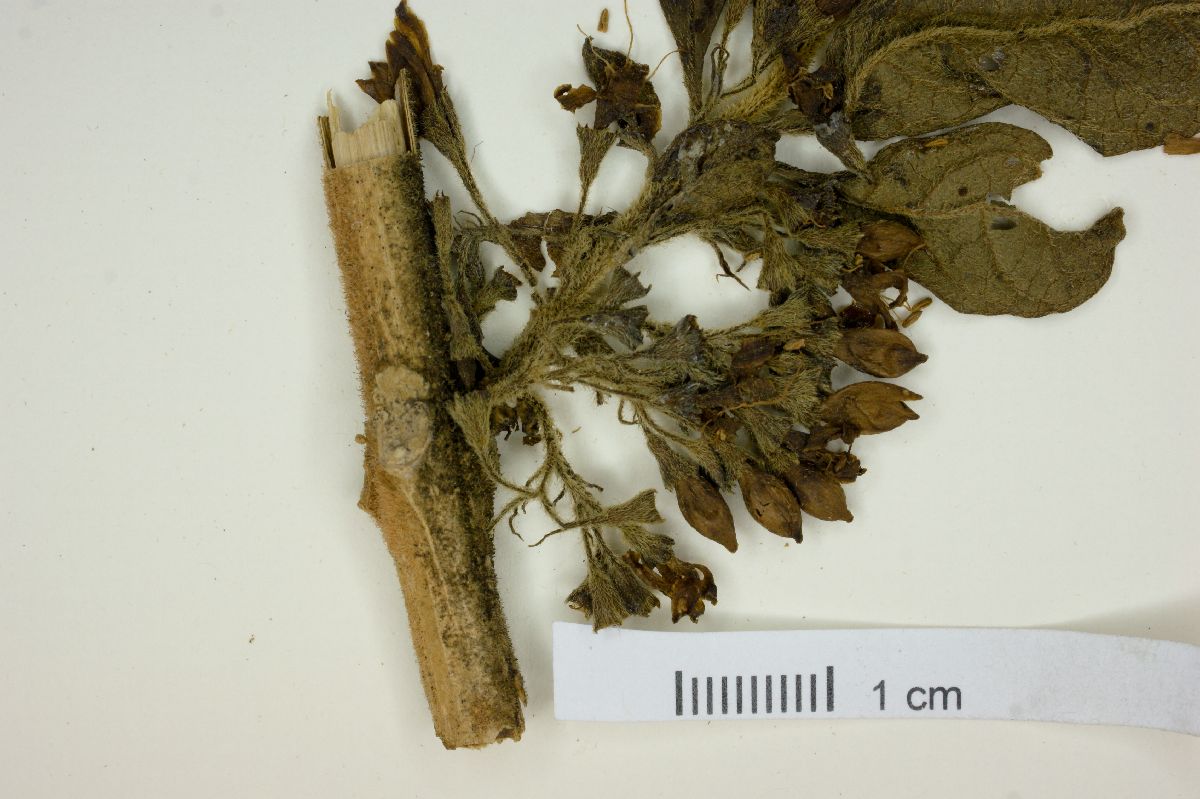 Aegiphila mediterranea image