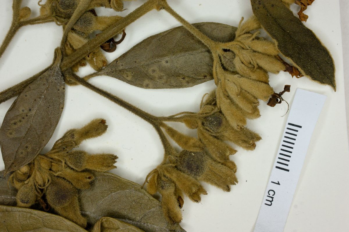 Aegiphila obducta image
