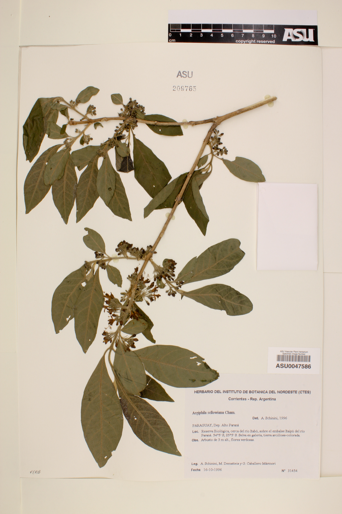 Aegiphila sellowiana image