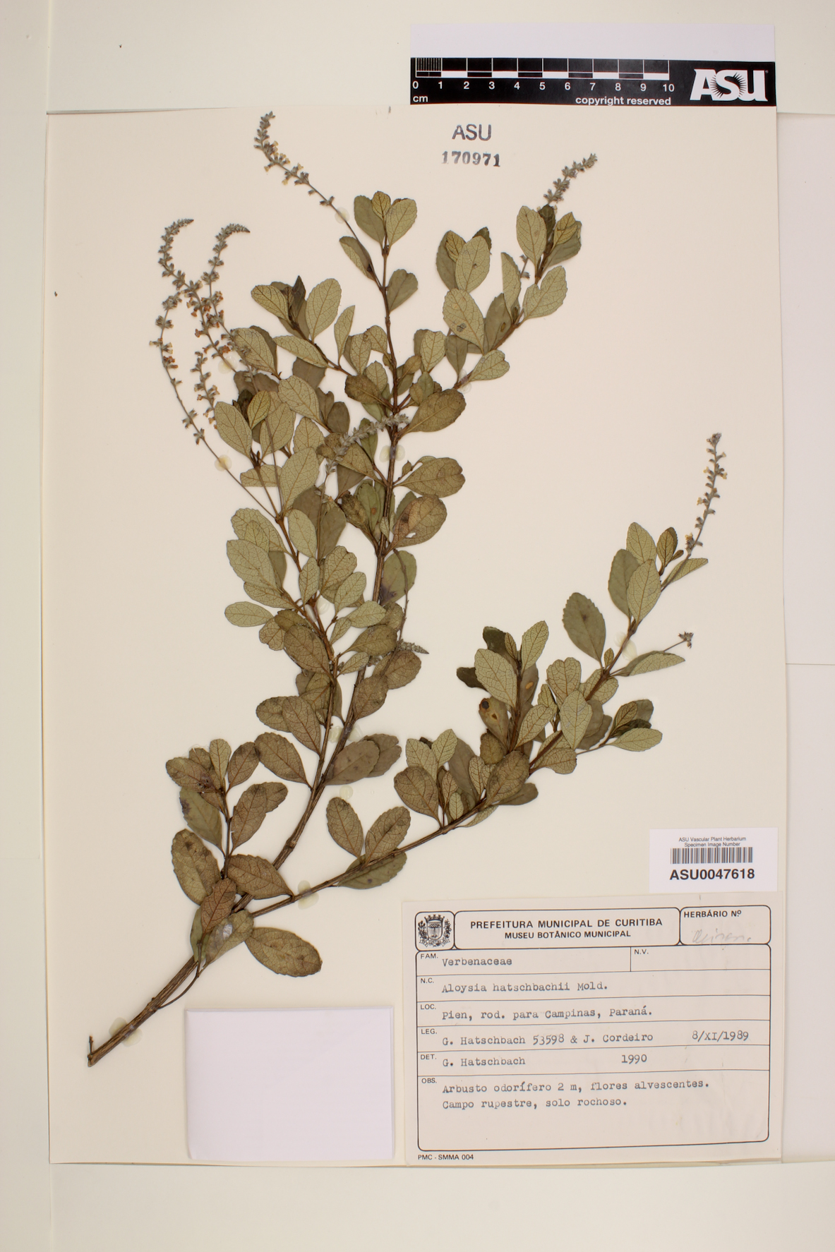 Aloysia hatschbachii image