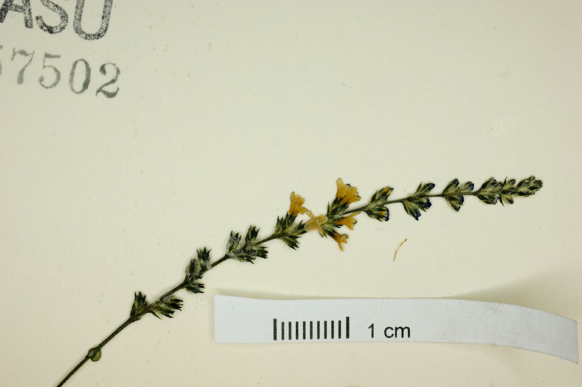 Aloysia polygaliifolia image