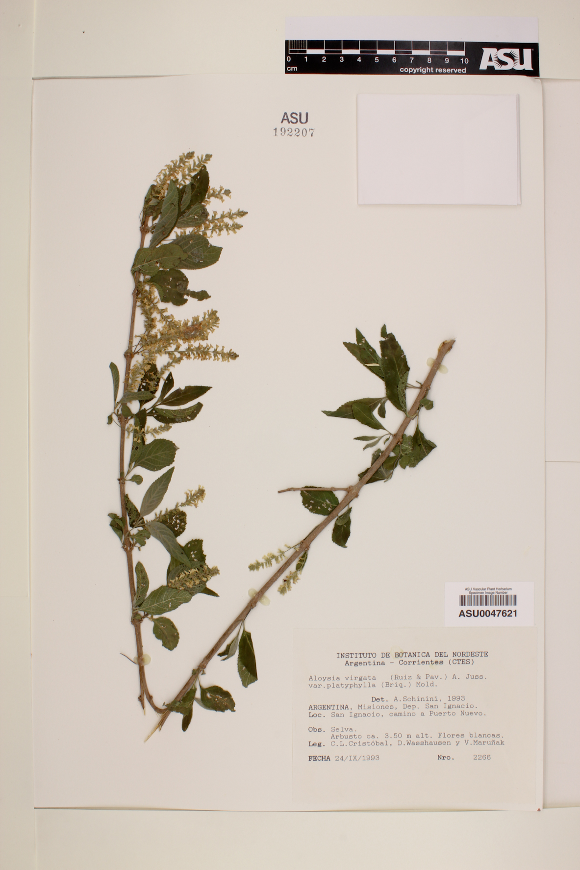 Aloysia virgata var. platyphylla image