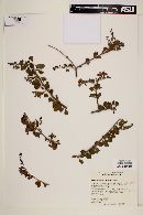 Citharexylum flabellifolium image