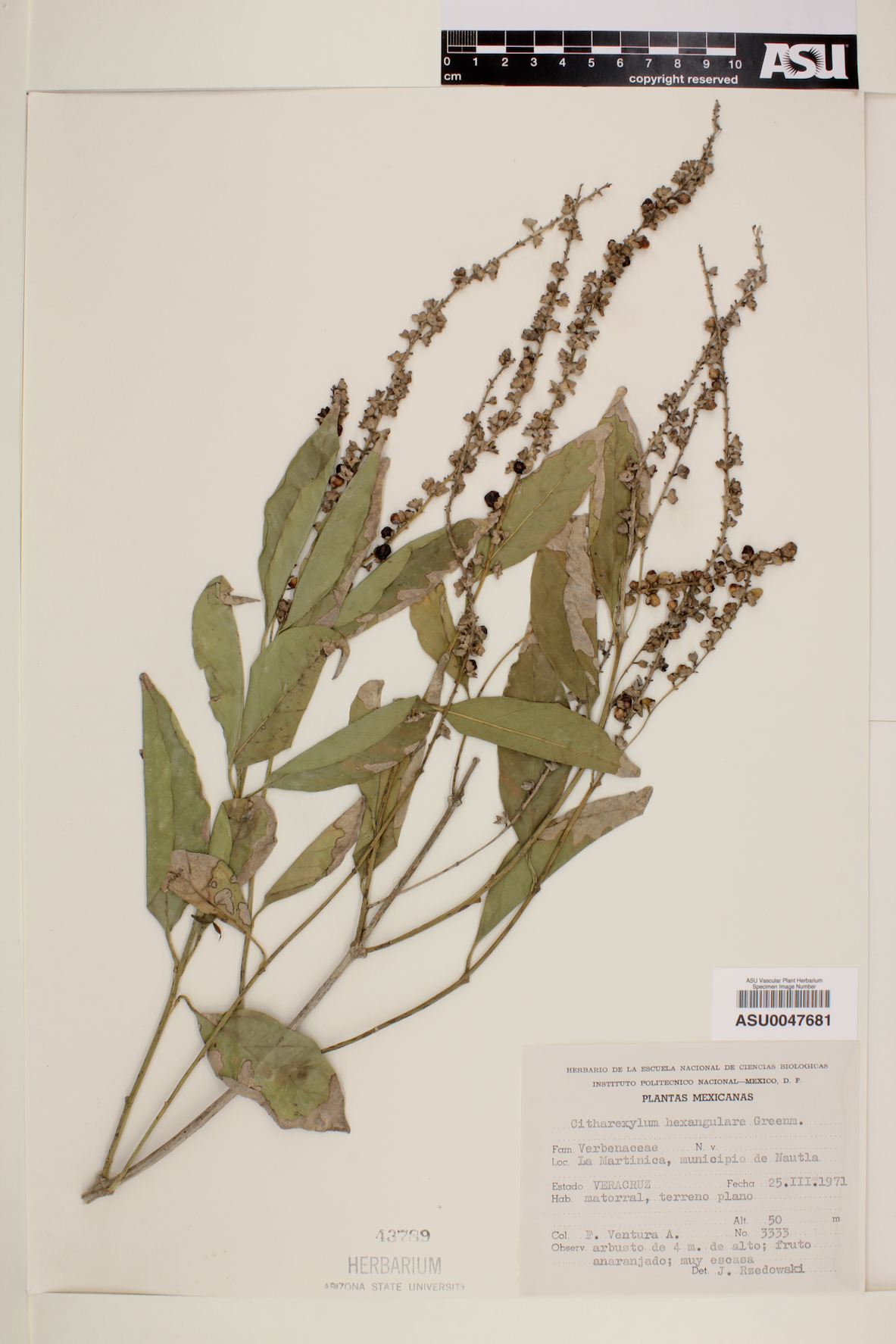 Citharexylum hexangulare image