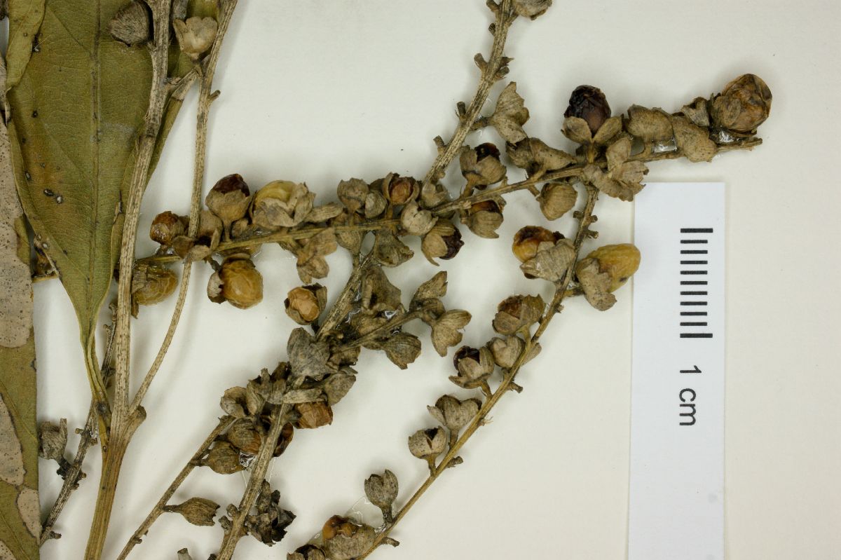 Citharexylum hexangulare image