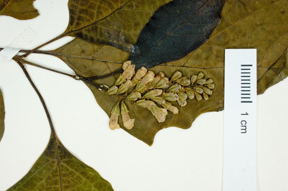 Citharexylum hidalgense image