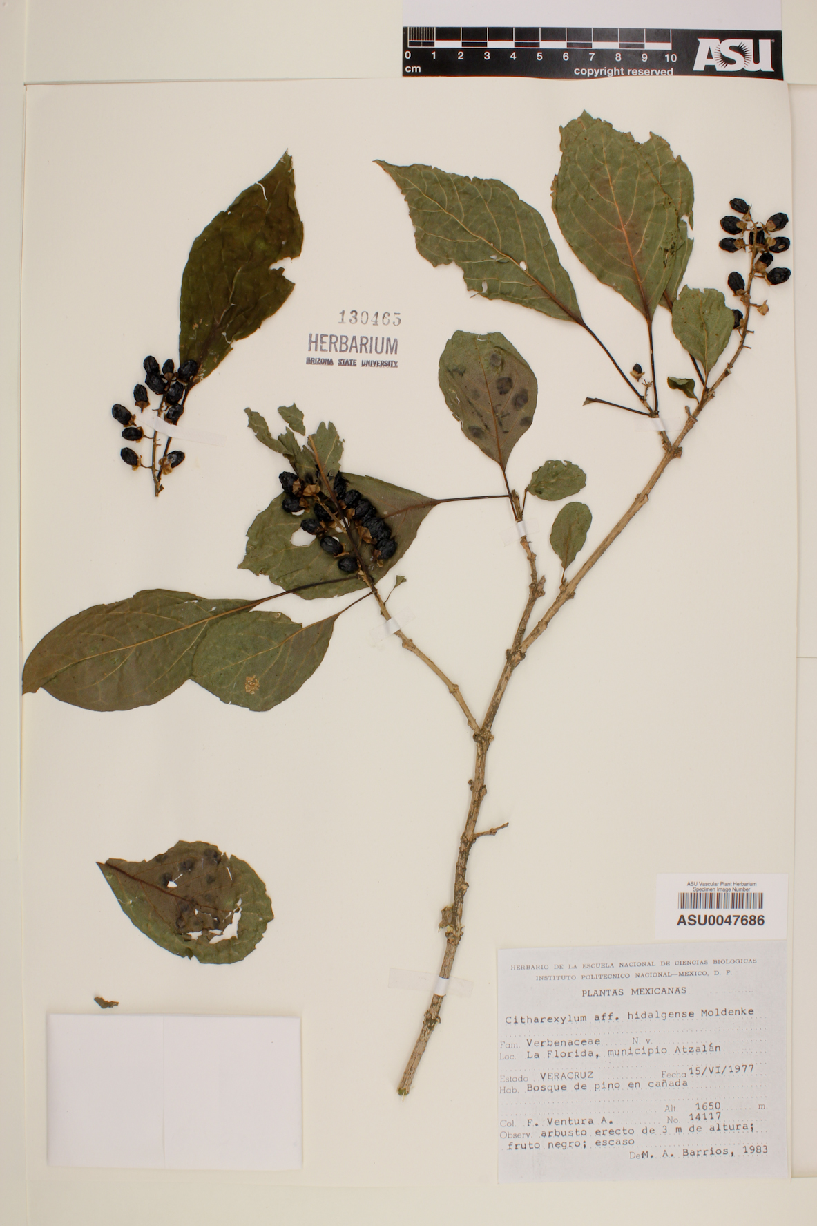 Citharexylum hidalgense image