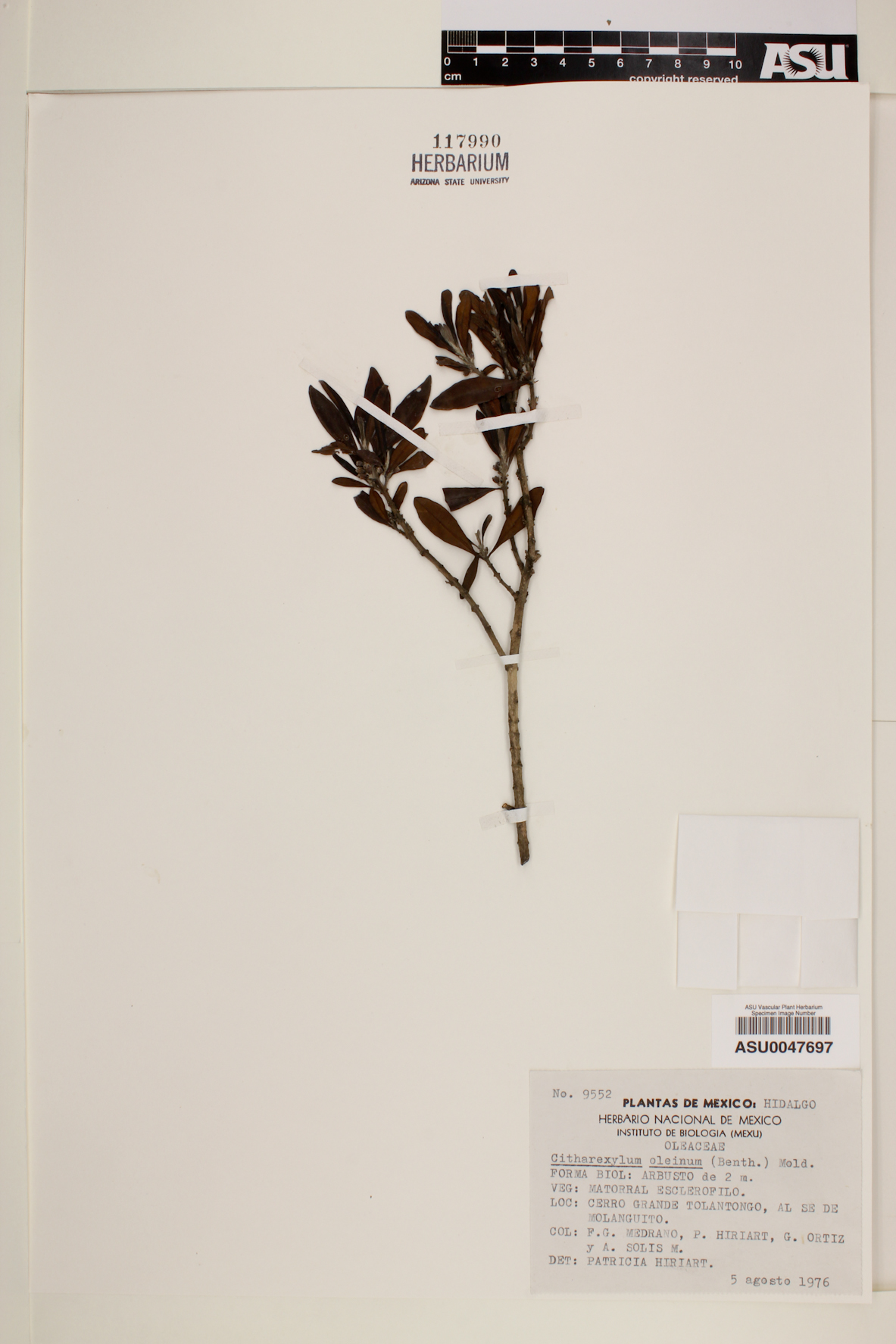 Citharexylum oleinum image