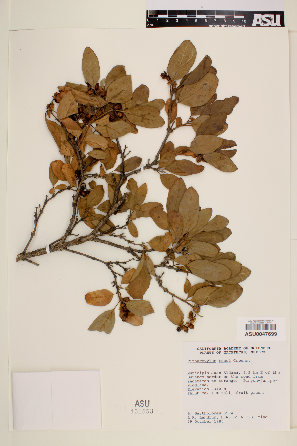 Citharexylum rosei image