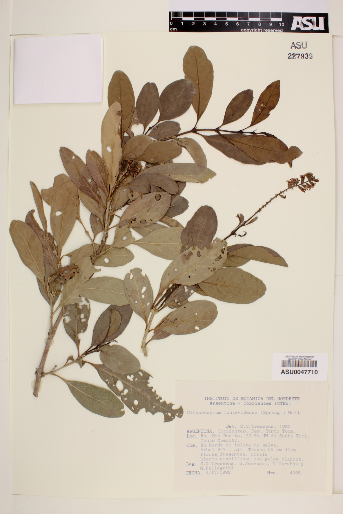 Citharexylum montevidense image