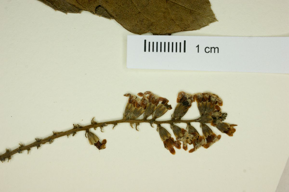 Citharexylum montevidense image