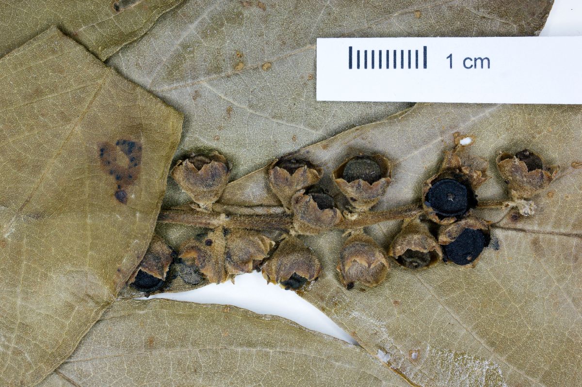 Citharexylum solanaceum image