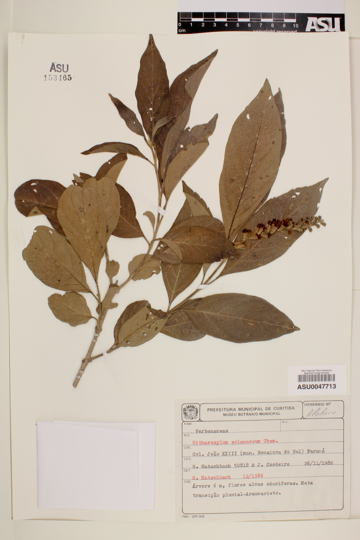 Citharexylum solanaceum image