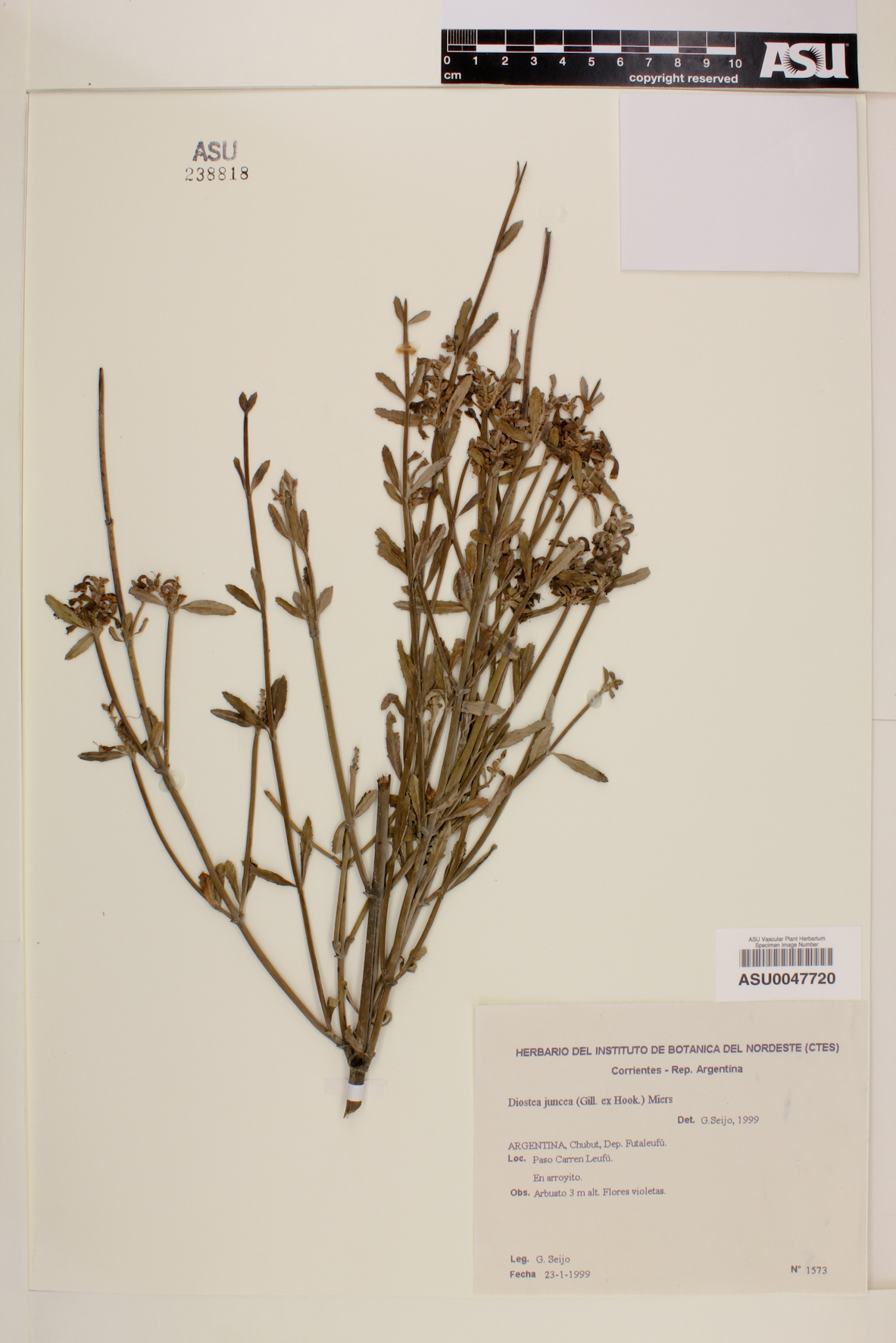 Diostea juncea image