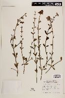 Diostea juncea image