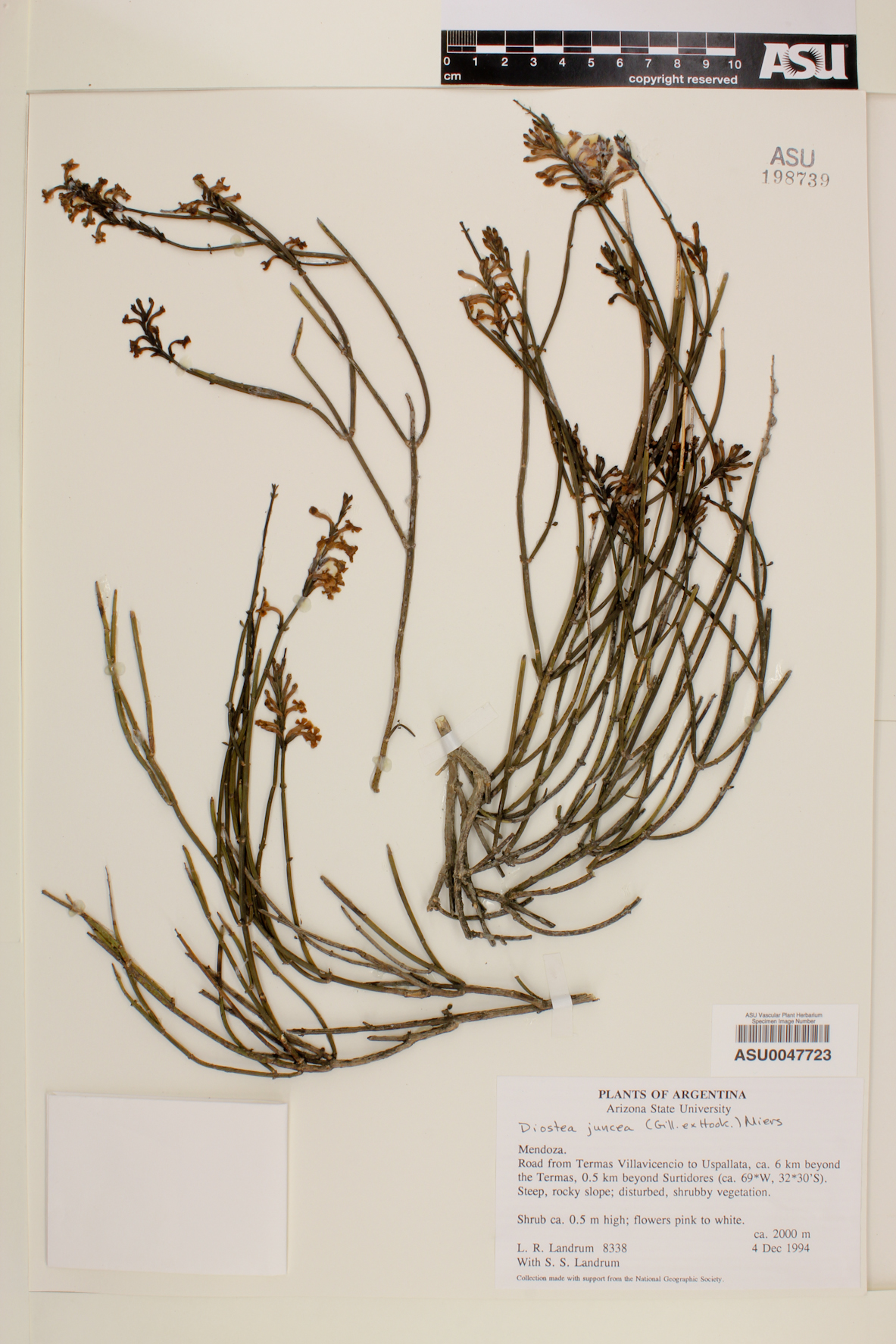 Diostea juncea image