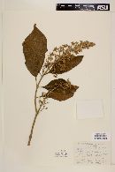 Cornutia grandifolia image