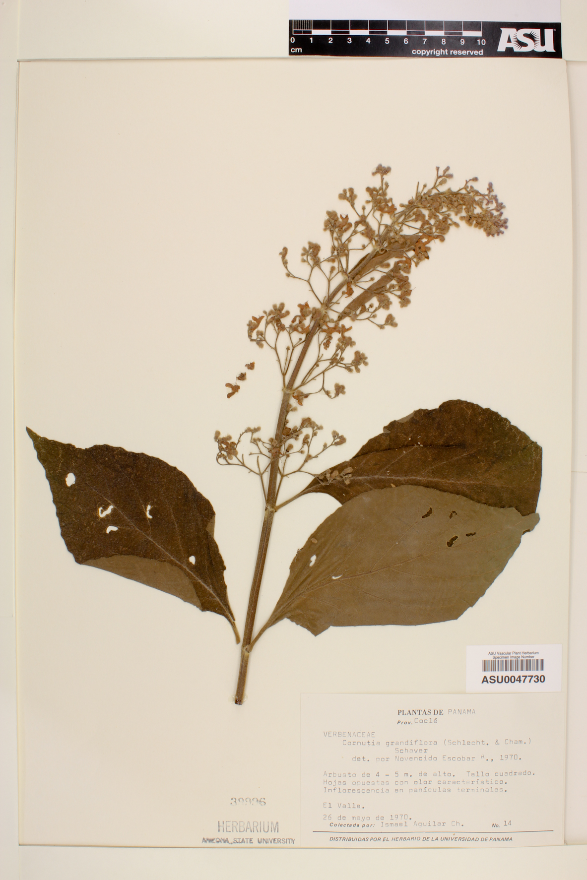 Cornutia image