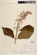 Cornutia grandifolia image