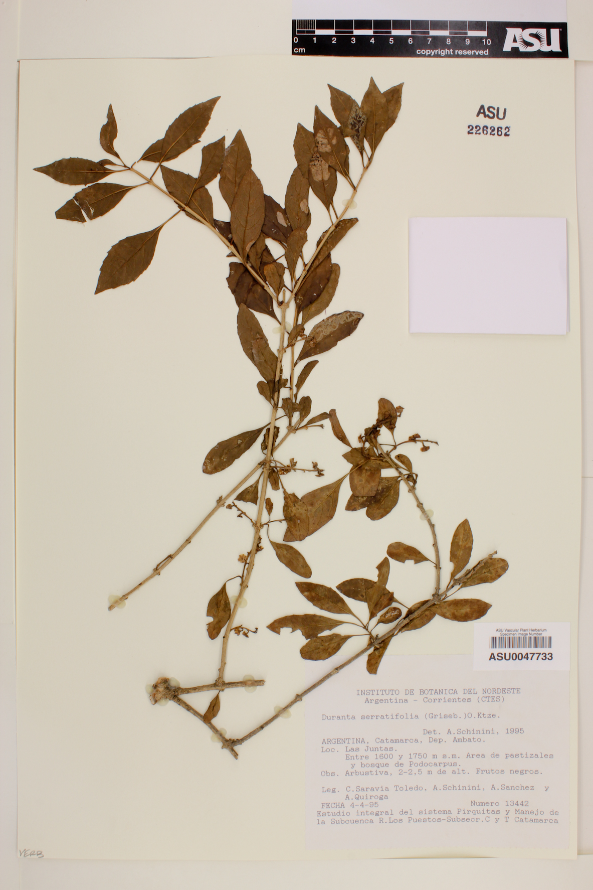 Duranta serratifolia image