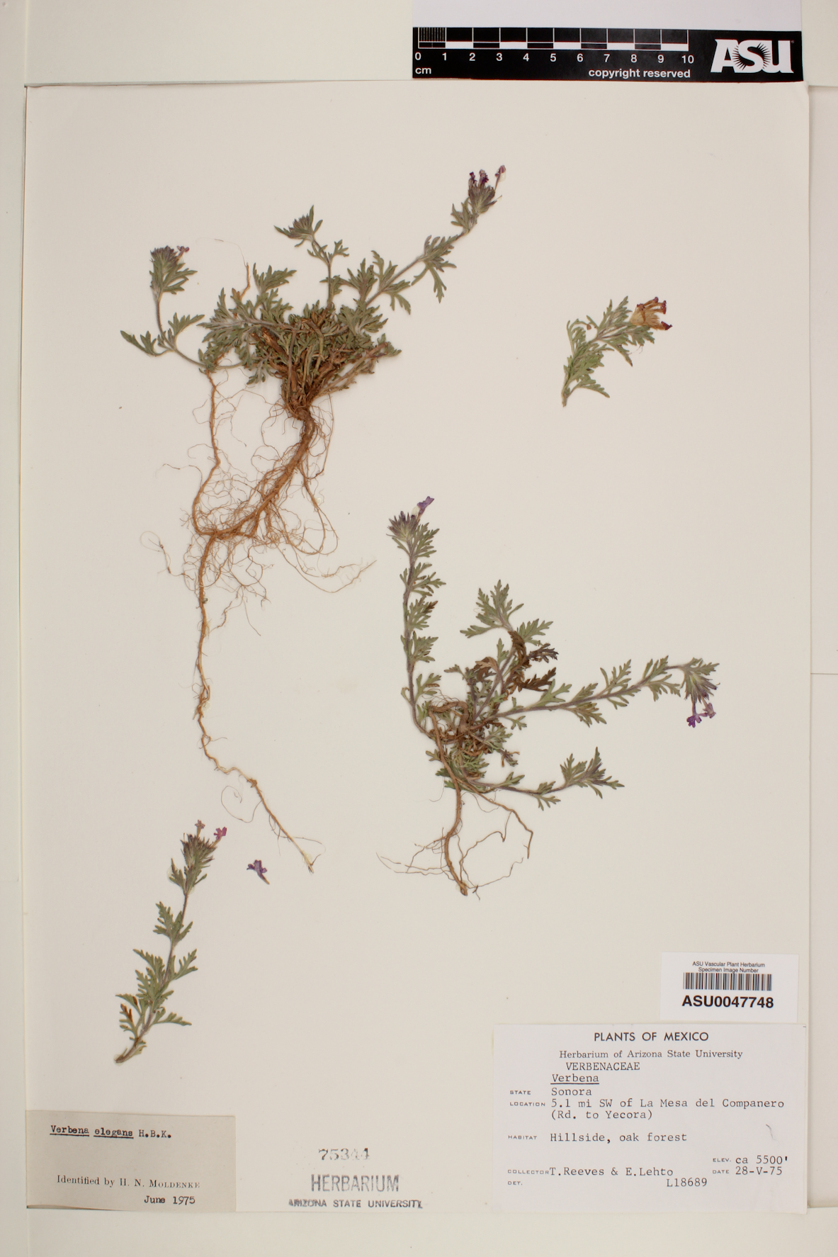 Verbena elegans image