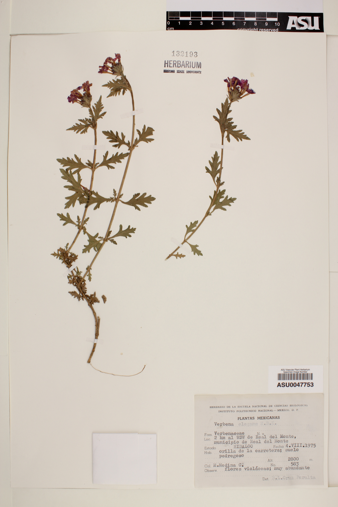 Verbena elegans image