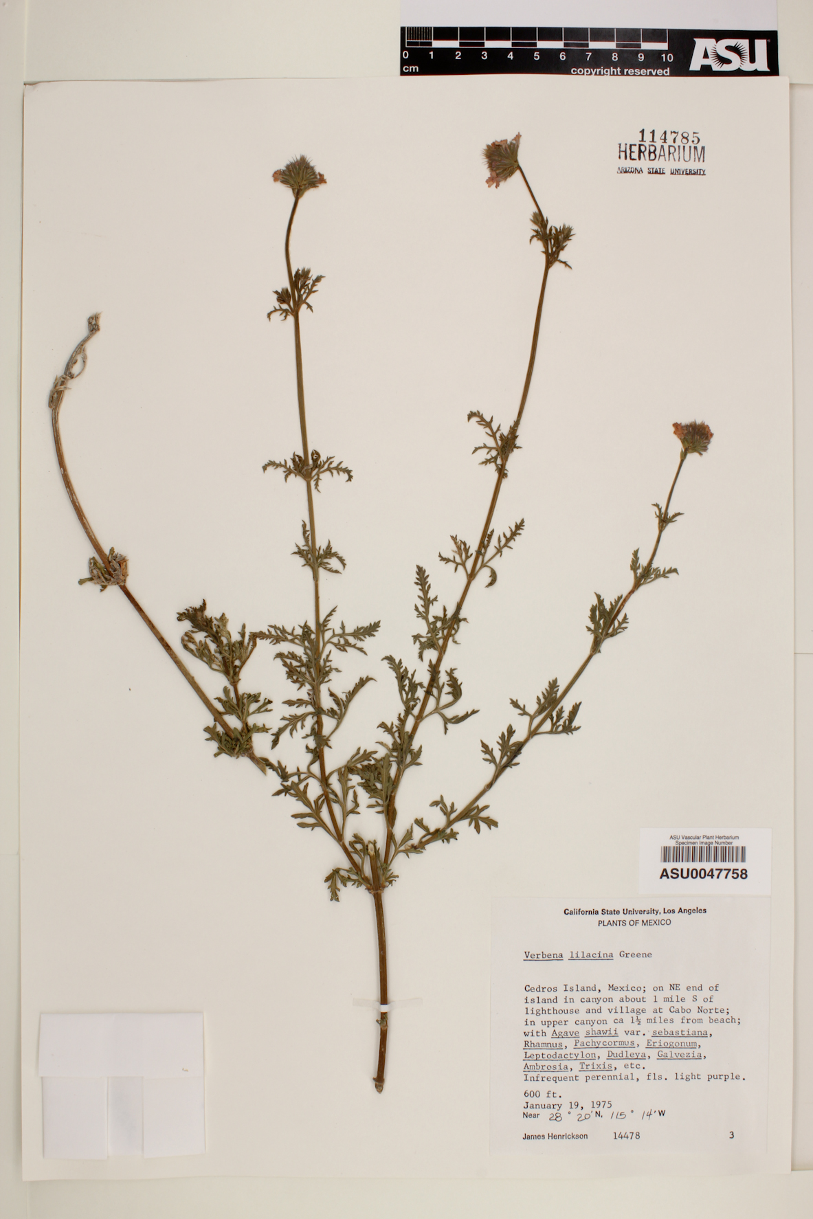 Verbena lilacina image