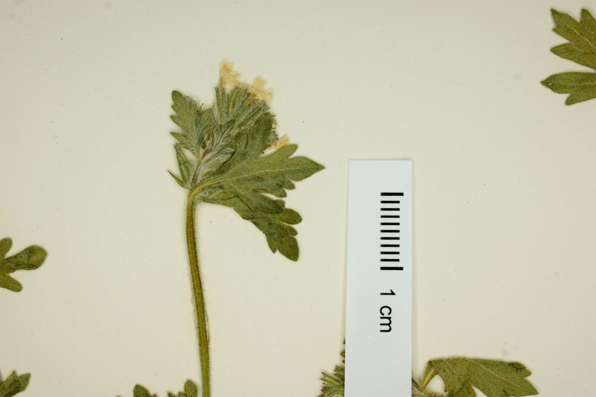 Glandularia quandrangulata image